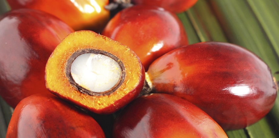 Palmöl als Herausforderung